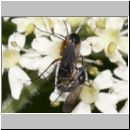 Mycetophiloidea sp - Pilzmuecken 01b 7mm Paarung.jpg